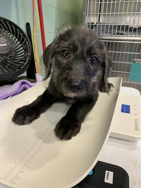 Darla