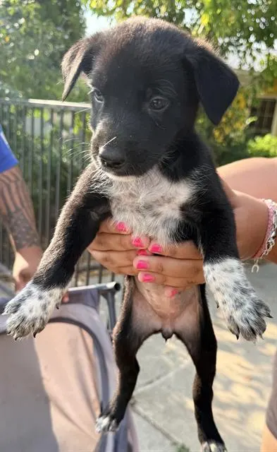 Kiwi