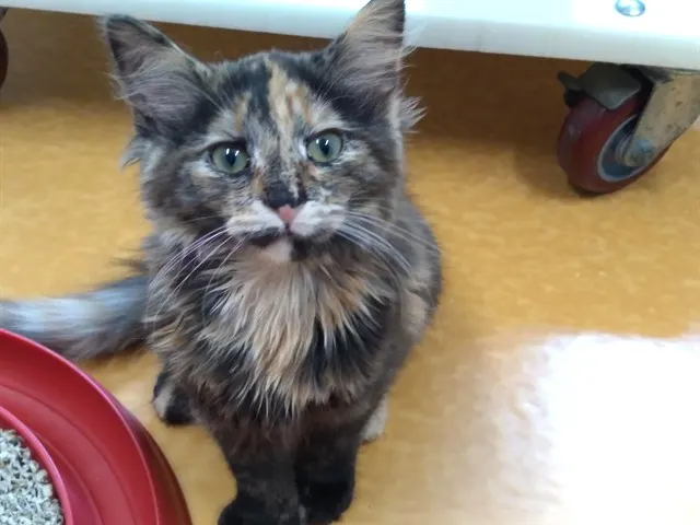 Chimera