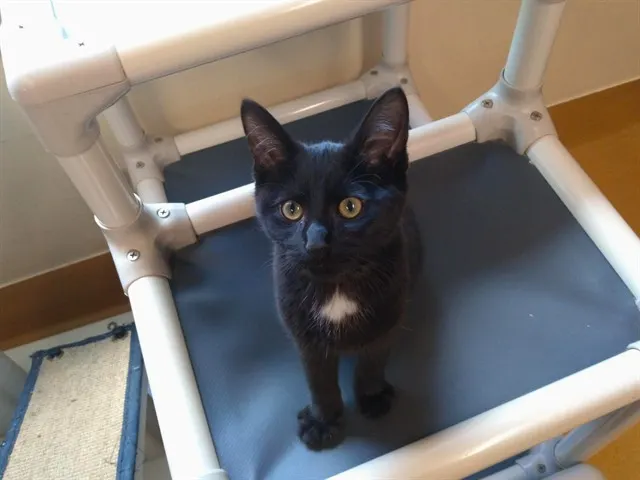 Onyx