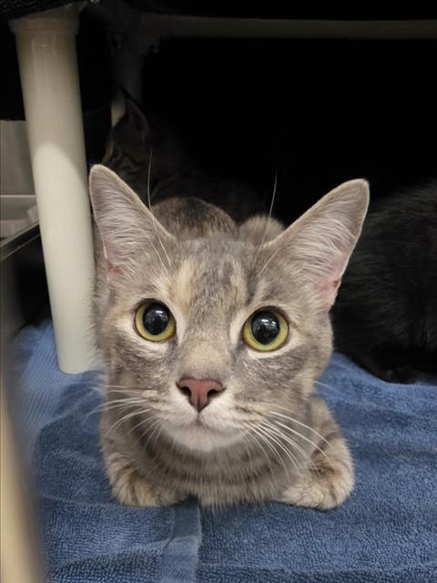 *Dolly Purrton
