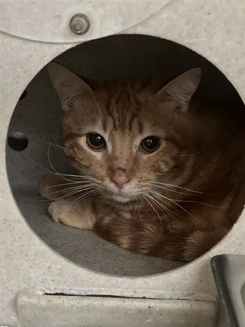 Tigger