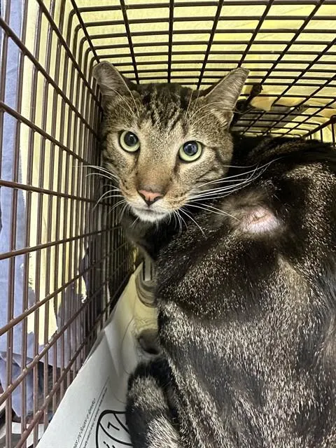 Adoptable Cat