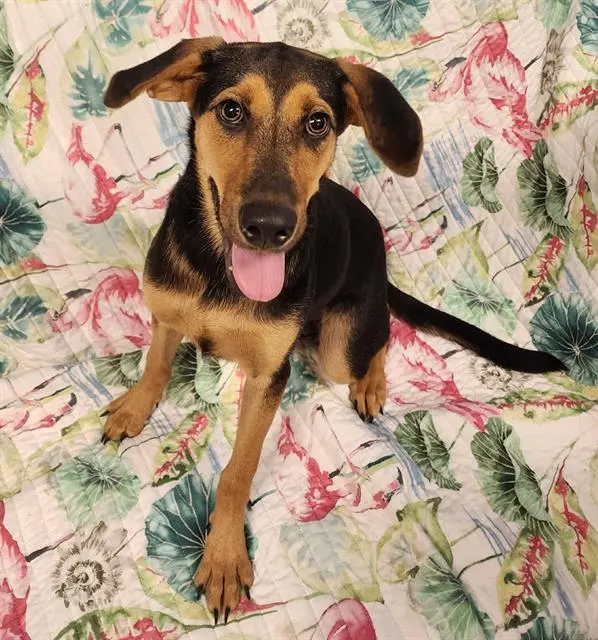 Tulip