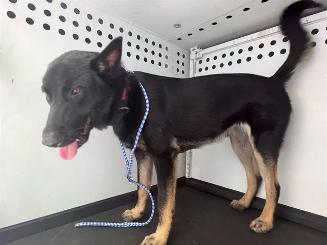Adoptable Dog