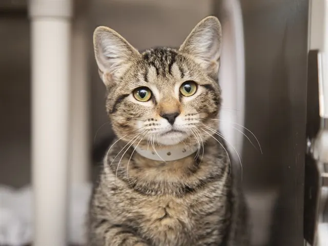 Tabitha