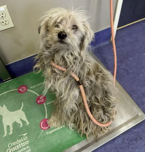 Adoptable Dog