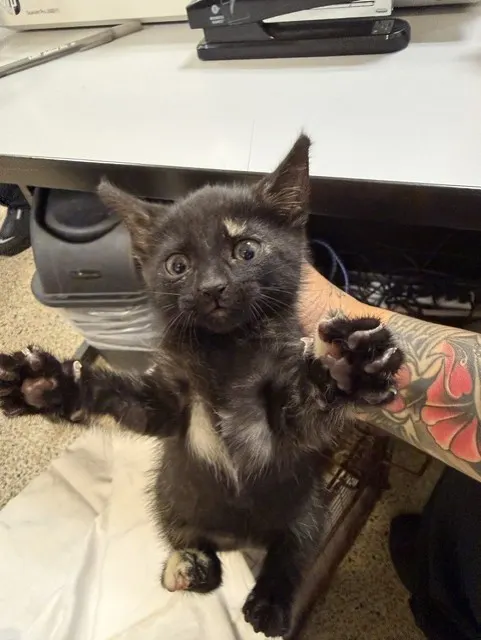 Mimi