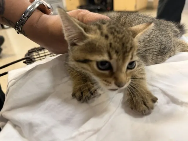 Lili