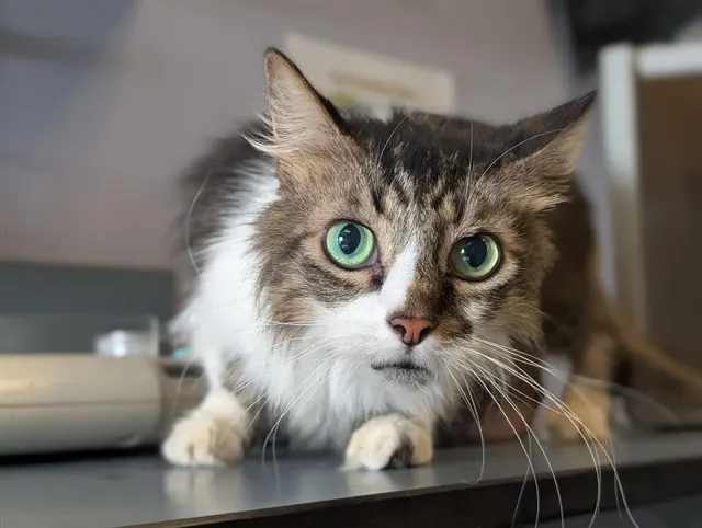 Adoptable Cat