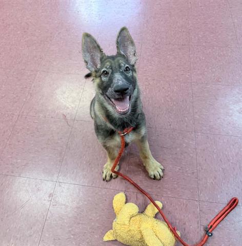 Sophia
