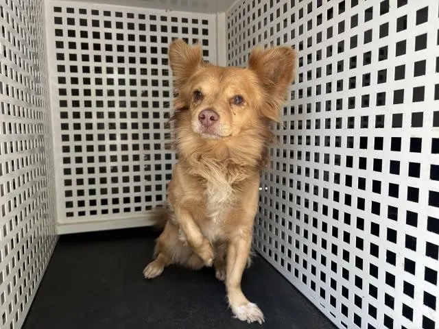 Simba