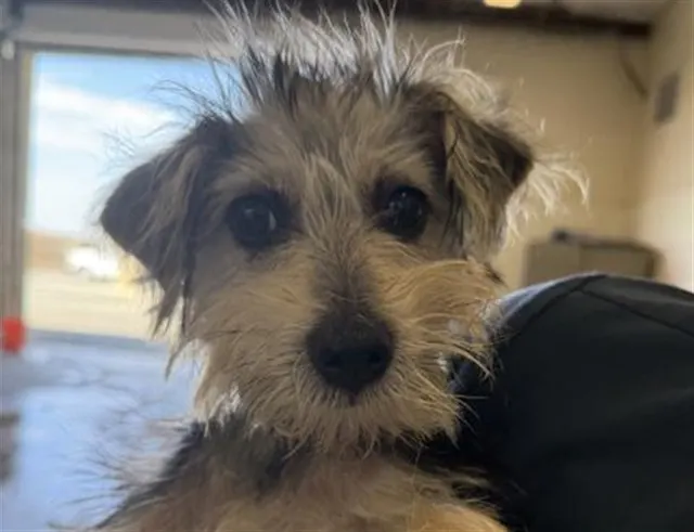 Pepper