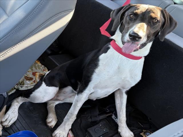 Adoptable Dog