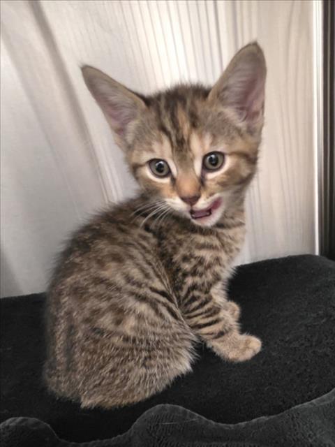 *Stella Mae