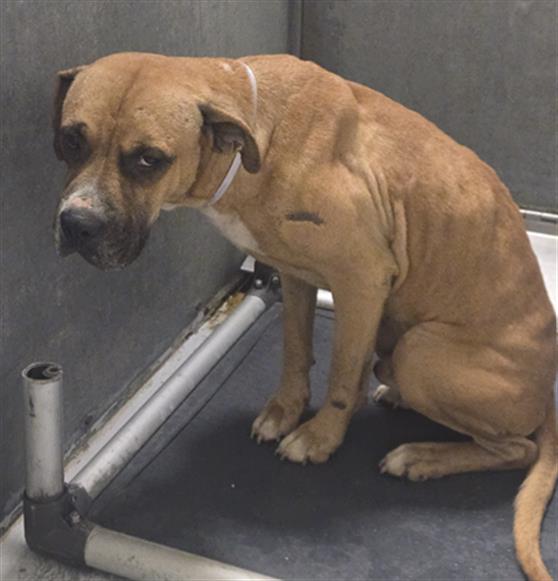 Adoptable Dog