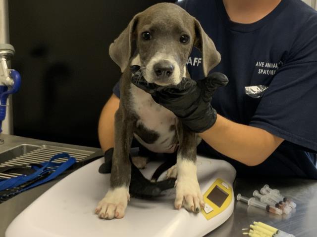 Adoptable Dog