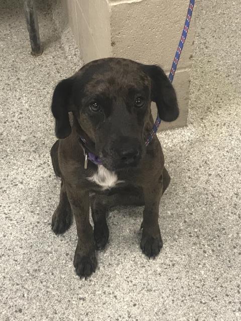 Adoptable Dog