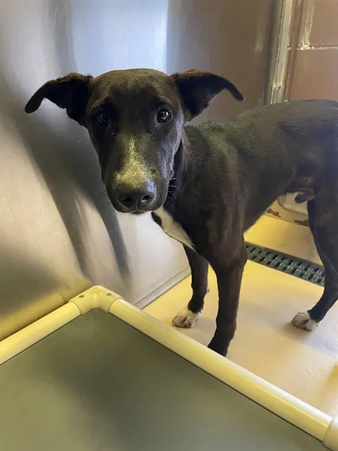 Adoptable Dog
