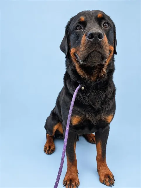 Baloo