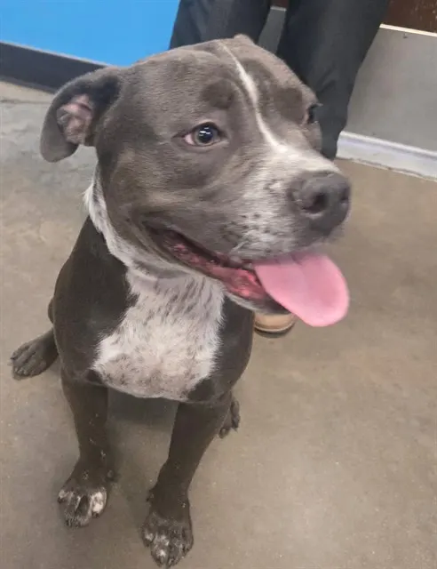 Adoptable Dog