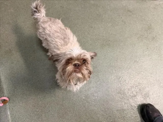 Adoptable Dog