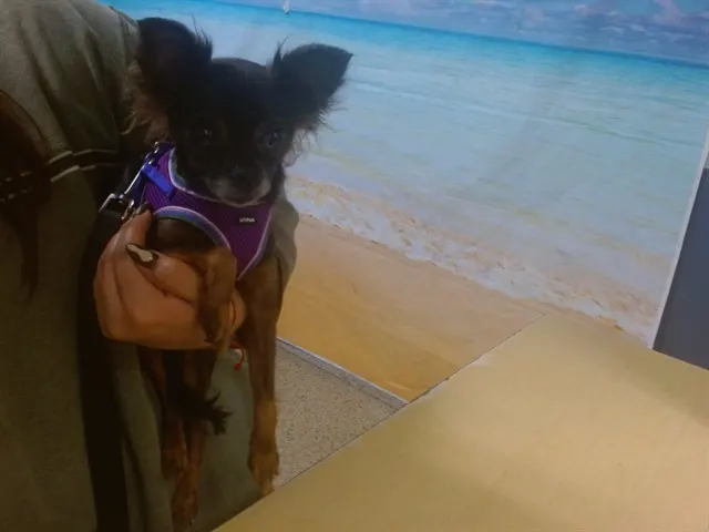 Chi Chi