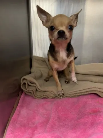 Adoptable Dog