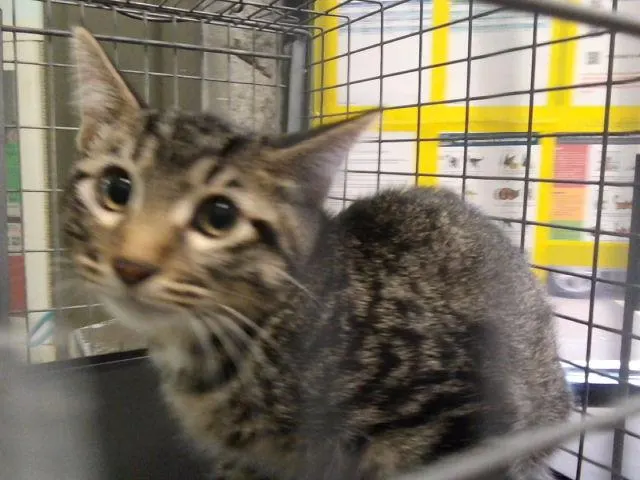 Adoptable Cat