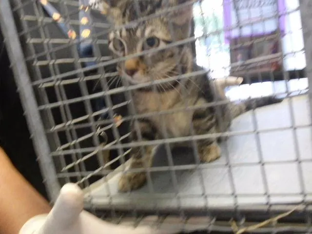 Adoptable Cat