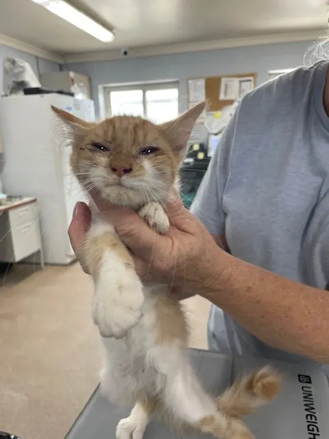Adoptable Cat
