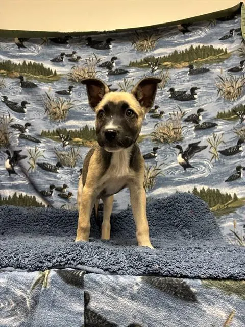 Oakley