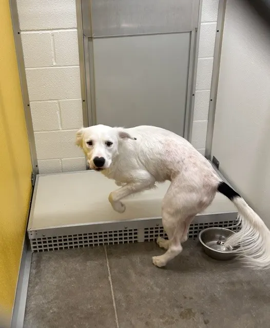 Adoptable Dog