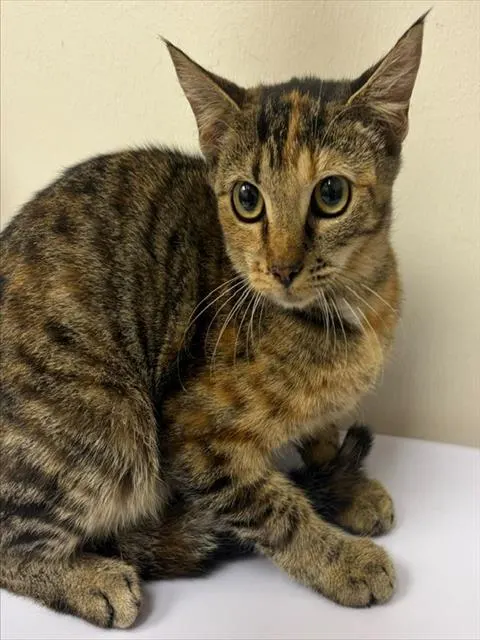 Adoptable Cat