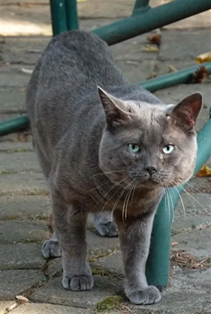Hugo