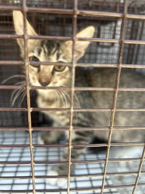 Adoptable Cat