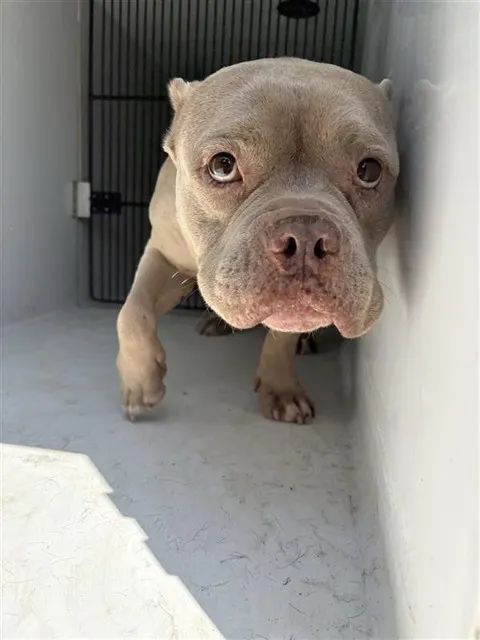 Adoptable Dog