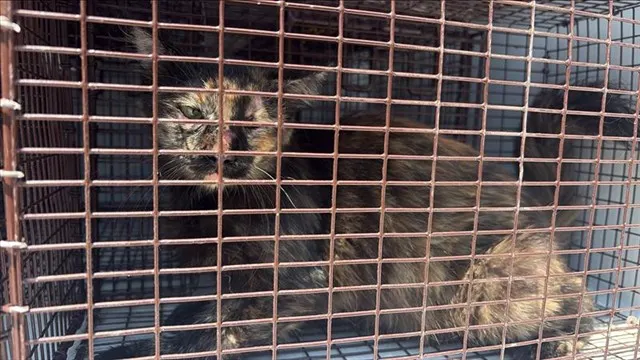 Adoptable Cat
