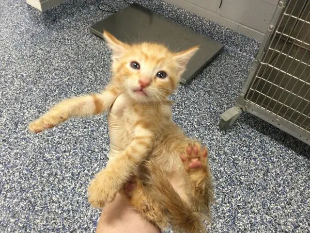 Adoptable Cat