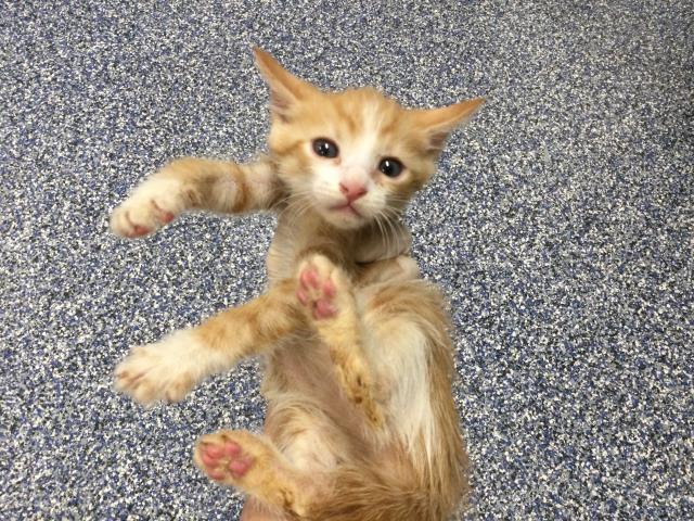 Adoptable Cat