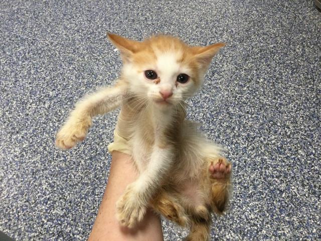 Adoptable Cat