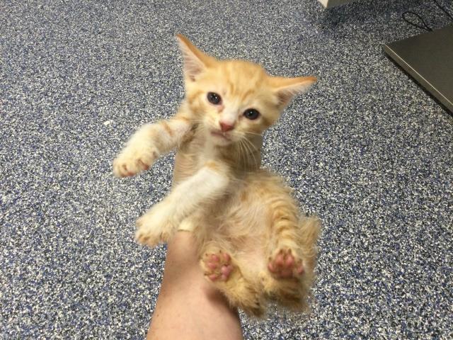 Adoptable Cat