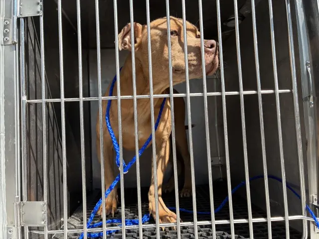 Adoptable Dog