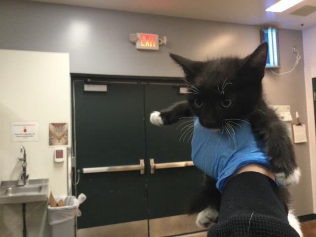 Adoptable Cat