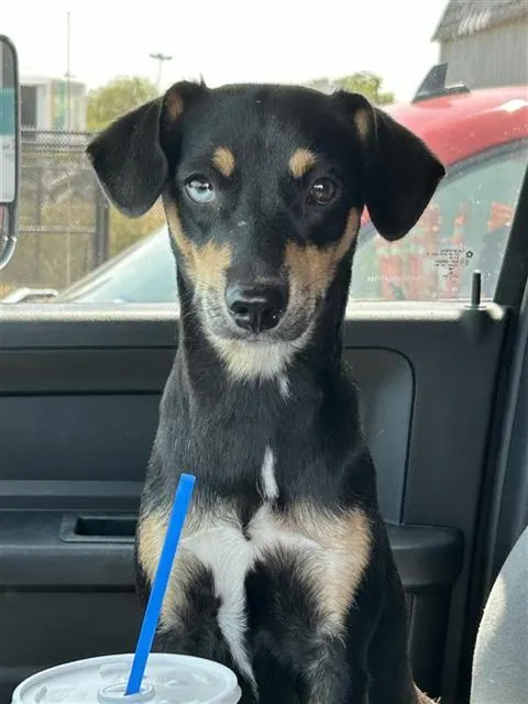 Dixie