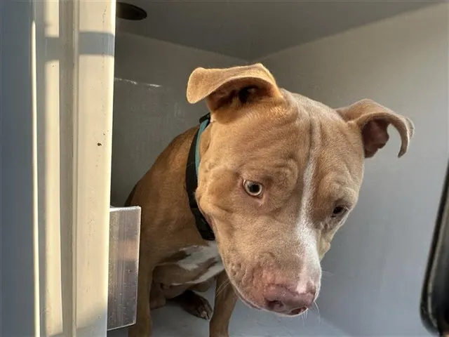 Adoptable Dog