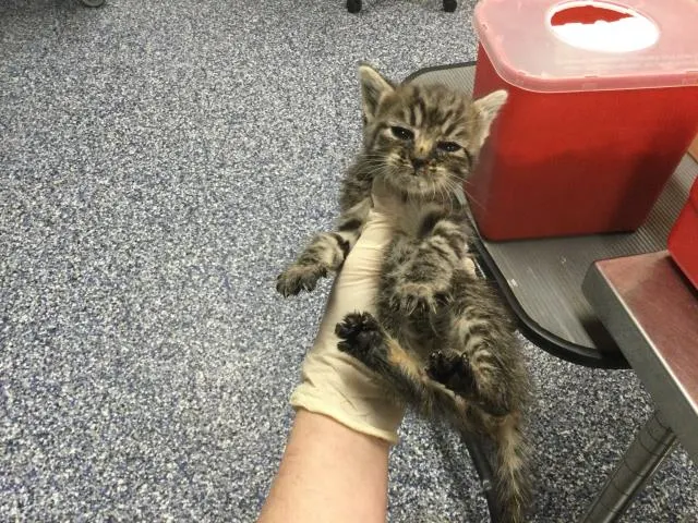 Adoptable Cat