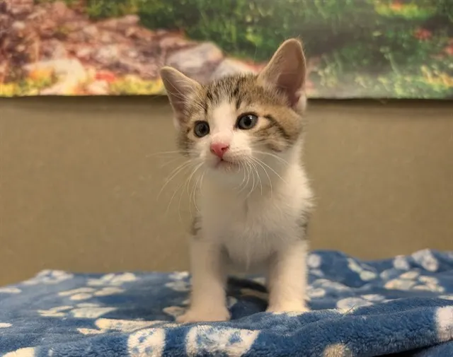 Adoptable Cat