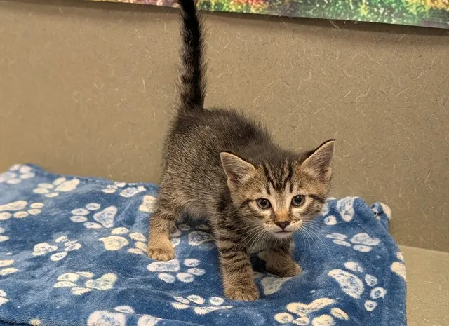 Adoptable Cat