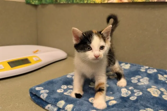 Adoptable Cat